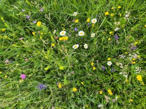 Ein Haufen Blumen auf einem Grasfeld in der Unterkunft Al Truciolo in Andalo