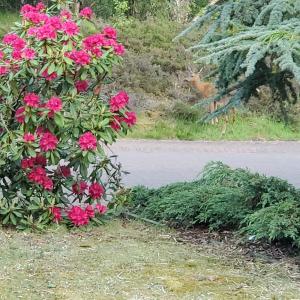 un cespuglio con fiori rosa sul ciglio di una strada di Aviemore Bungalow, Dalfaber ad Aviemore