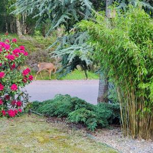 Un cervo che cammina lungo una strada accanto a un albero di Aviemore Bungalow, Dalfaber ad Aviemore