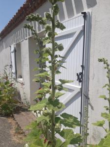 a plant growing in front of a garage door at MADALNY HOUSE in La Garnache