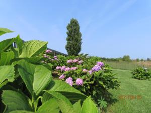 a garden with purple flowers and a tree at Pension Ken&Mary in Biei