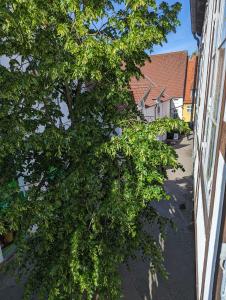 un árbol en medio de una calle al lado de un edificio en Flensburg Zentrum 10 HH 1OG GR, en Flensburg