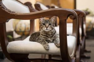 un gato está sentado en una silla en Casa Cavassa Centro Histórico Cusco, en Cusco