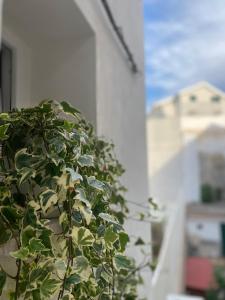 una pianta verde sul lato di un edificio di VIESTEROOMS a Vieste