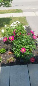 a bunch of pink flowers in a garden at Jahsavvy's Nest in Hamilton