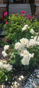 a bunch of white flowers in a garden at Jahsavvy's Nest in Hamilton