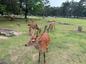 un cervo che si trova in un campo con altri animali di Ryokan Kousen Kazeya Group a Nara