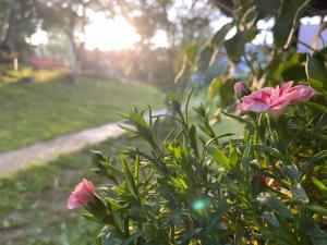 Kebun di luar Sadiba Rozchil