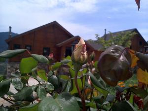 een plant met een bloem voor een gebouw bij Pasithea Mountain Chalet in Feneos