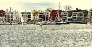 ein Vogel, der mit Booten über einen Wasserkörper fliegt in der Unterkunft Modernes Apartment an Timmendorfer Promenade, 1. Reihe in Timmendorfer Strand