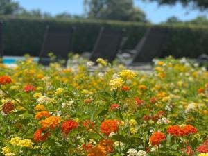 Un jardín fuera de Sunny Apartments