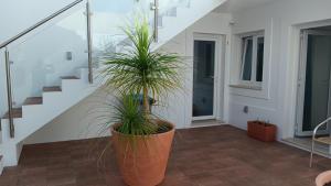 a staircase with two large potted plants on the floor at Apartamentos Naturalis in Vila Nova de Milfontes