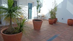 a group of potted plants sitting on a patio at Apartamentos Naturalis in Vila Nova de Milfontes