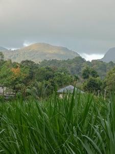 ビサーリーにあるNostalgia Homestayの背山を背景に高く緑の草原