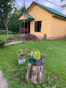 una casa con piante in vaso seduta sopra un tronco d'albero di Senima's paradise a Batumi