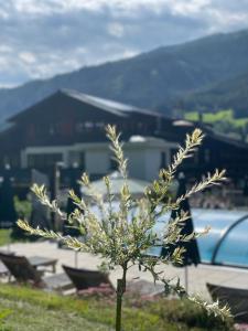 un petit arbre dans l'herbe avec un bâtiment en arrière-plan dans l'établissement Hotel Senningerbräu, à Bramberg am Wildkogel