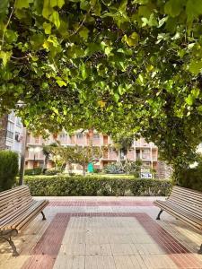 two park benches sitting under a large tree at A pie de PLAYA in La Pineda