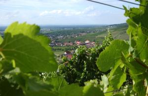 uitzicht op een wijngaard door de bladeren van een plant bij Haus Rebland Urlaubsglück-Hotel in Baden-Baden