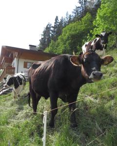 dos vacas de pie en un campo junto a una valla en Agriturismo Kabishof, en Funes