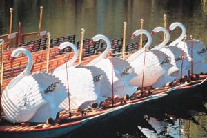 eine Gruppe von Schwänen auf einem Boot im Wasser in der Unterkunft Residence Inn by Marriott Boston Harbor on Tudor Wharf in Boston