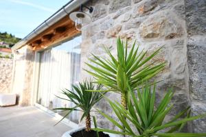 duas plantas verdes em frente a uma parede de pedra em Villa Teza Hvar em Hvar