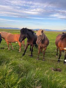 Animale la sau în apropiere de această pensiune