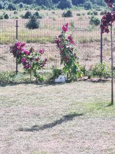 una recinzione con fiori rosa in un cortile di 3 ruoniai a Palanga