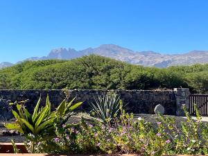 ポルト・ノボにあるVila Babosaの植物山を背景にした庭園