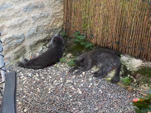 due gatti stesi a terra accanto a una recinzione di Maison d’izier a Izier