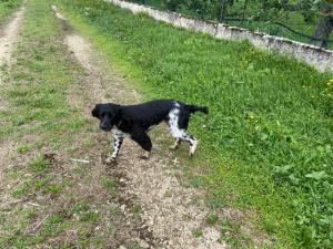 un cane bianco e nero in piedi su una strada sterrata di Maison d’izier a Izier