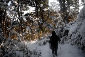 サン・カルロス・デ・バリローチェにあるINDÓMITO HOSTELの雪に覆われた森を通るクロスカントリースキー