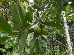 um monte de fruta verde pendurada numa árvore em Philip Mary Farm Stay em Thekkady