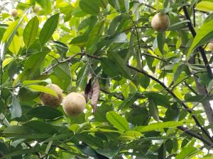 Um monte de cajus pendurados numa árvore. em Philip Mary Farm Stay em Thekkady