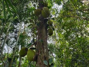 uma árvore com muitos frutos verdes em Philip Mary Farm Stay em Thekkady