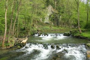 a stream with rapids in a forest with trees at Claire de Meuse Cozy apartment Detox with river and hills in Anhée