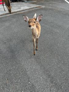 Un piccolo cervo che cammina in mezzo alla strada di Ryokan Kousen Kazeya Group a Nara