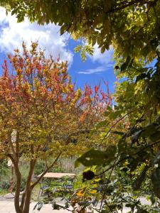 un albero con foglie rosse e gialle sopra di B&B La Fucinaia Pet Friendly Adults only a Campiglia Marittima