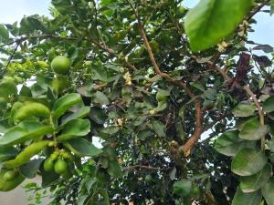 un arbre avec beaucoup de fruits verts sur lui dans l'établissement RCM Vilas - YELLOW HOUSE, à Joinville