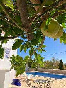 un tavolo e sedie sotto un albero con un frutto di Vila Lana - Heated pool - Sea view - Two independent floors a Faro