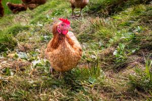 uma galinha parada na relva num campo em Brennergut Ferienwohnung am Bauernhof em Mühlbach am Hochkönig