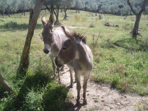 two horses standing on a dirt path in a field at Agriturismo Fattoria Poggio Boalaio in Orvieto