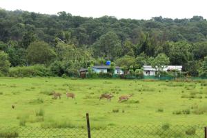 Afbeelding uit fotogalerij van Jungleview Mudumalai in Mudumalai