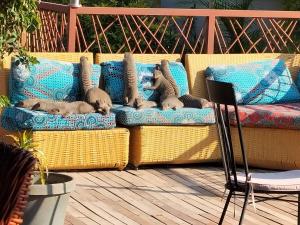 eine Gruppe von Katzen, die auf einer Couch auf einer Terrasse liegen in der Unterkunft Sunbirds Chobe Hotel in Kasane