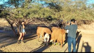 Cabañas Voyage Atacama في سان بيدرو دي أتاكاما: شخصان وكلب وغنم