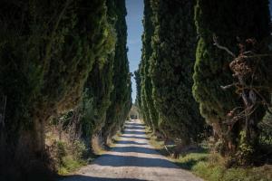 una strada alberata su entrambi i lati di Poggio delle Ginestre a Orvieto