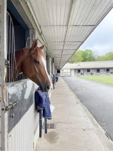 un cheval qui ferme la tête d'une écurie dans l'établissement Paddock Prestige by La Boîte En Plus, à Chantilly