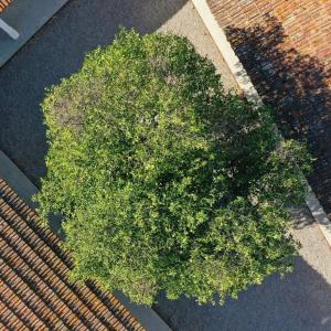 Garden sa labas ng Coliving Fim do Mundo