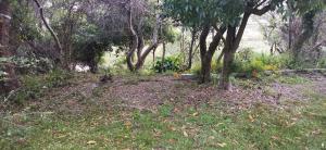 een bos met bomen en gras en wat struiken bij La Isla - Araminda in Balneario Argentino