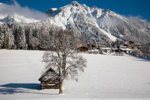 małe drzewko na pokrytym śniegiem polu z górą w obiekcie Landhaus Lamm w mieście Ramsau am Dachstein