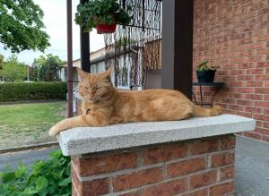 um gato laranja deitado numa parede de tijolos em Havre chez Guylaine em Laval